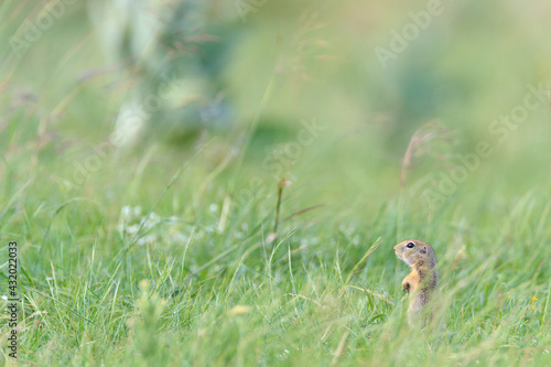 European Ground Squirrel (Spermophilus citellus). Central Balkan National Park. Bulgaria.