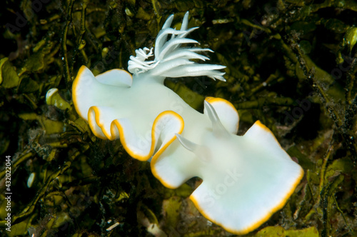 Glossodoris nudibranch in sea grass. photo