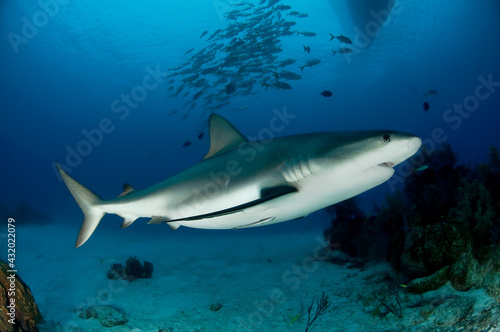 A grey reef shark in Turks & Caicos. photo