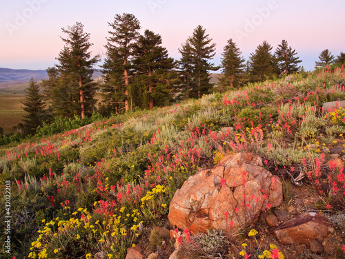 Eastern Sierra Nevada Wildflowers, California photo