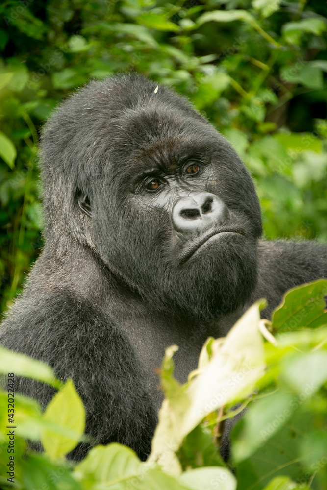 A silverback mountain gorilla named Bukima at Virunga National Park in the Democratic Republic of the Congo A silverback mountain gorilla named Bukima at Virunga National Park in the Democratic Republic of the Congo