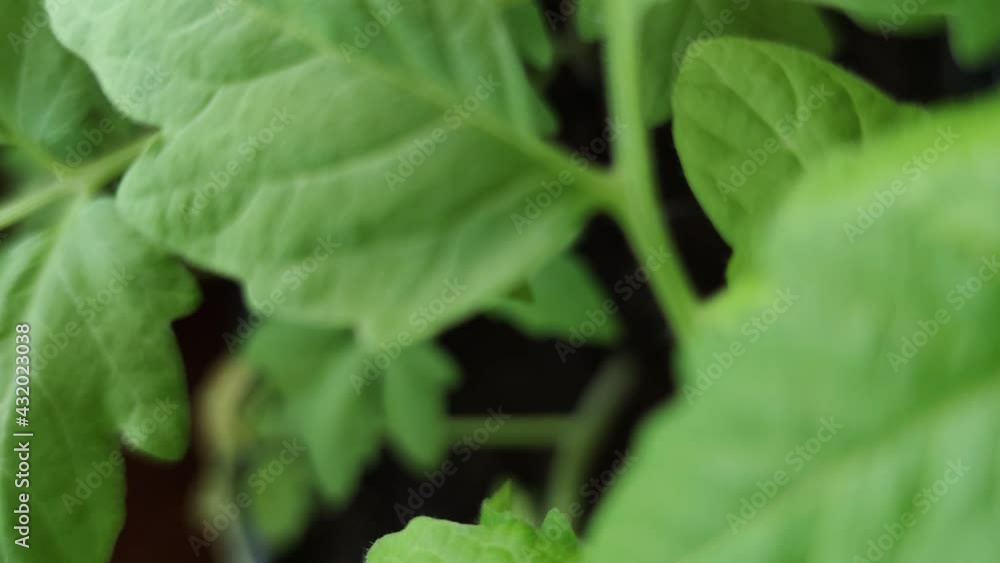 Young tomato sprouts in the garden on a wooden balcony. Growing organic vegetable seedlings at home. Growing greenhouse plants. selective focus. Young tomato sprouts in the garden on a wooden balcony. Growing organic vegetable seedlings at home. Growing greenhouse plants. selective focus.
