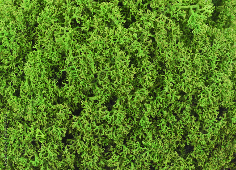 Texture o f green stabilized moss for background