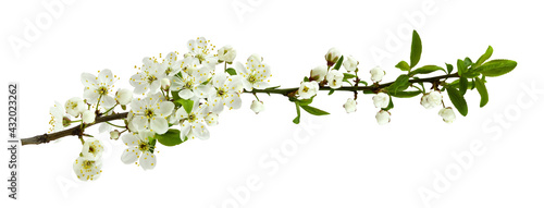 Spring flowers, buds and small green leaves on twig of berry tree isolated on white photo