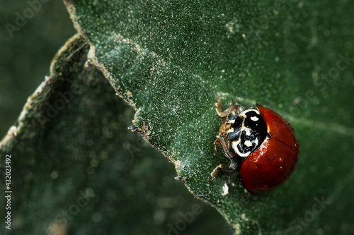 A macro photograph of a ladybug with dew drops on leaf. photo