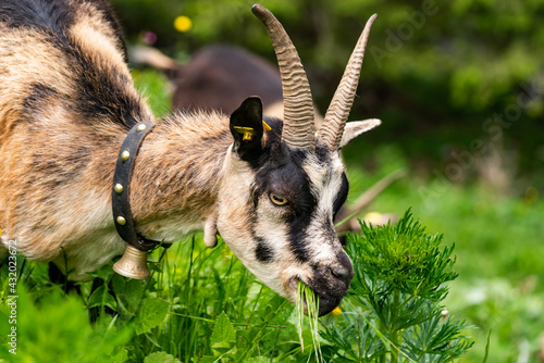 Ziegen im Gadental bei Bad Rothenbrunnen im Grossen Walsertal. auf der Gadenalpe sind die bunten Ziegen den Sommer hindurch. junge Ziegen fressen Gras. photo