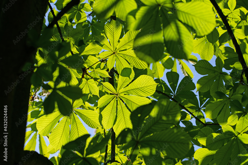 Junge Blätter der Rosskastanie, Aesculus, im Gegenlicht Junge Blätter der Rosskastanie, Aesculus, im Gegenlicht