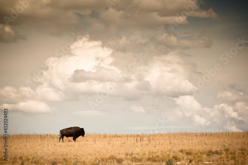 Bison on Antelope Island State Park, Utah. photo