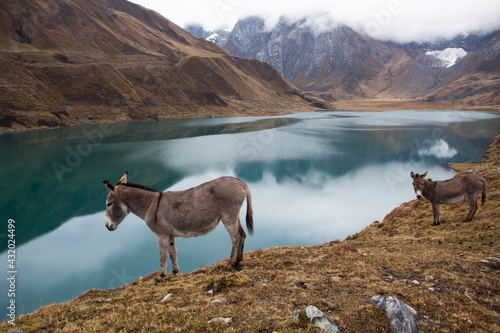 Donkeys in a comical portrait as if looking in lake Carhuacocha in the Andes Mountains.
