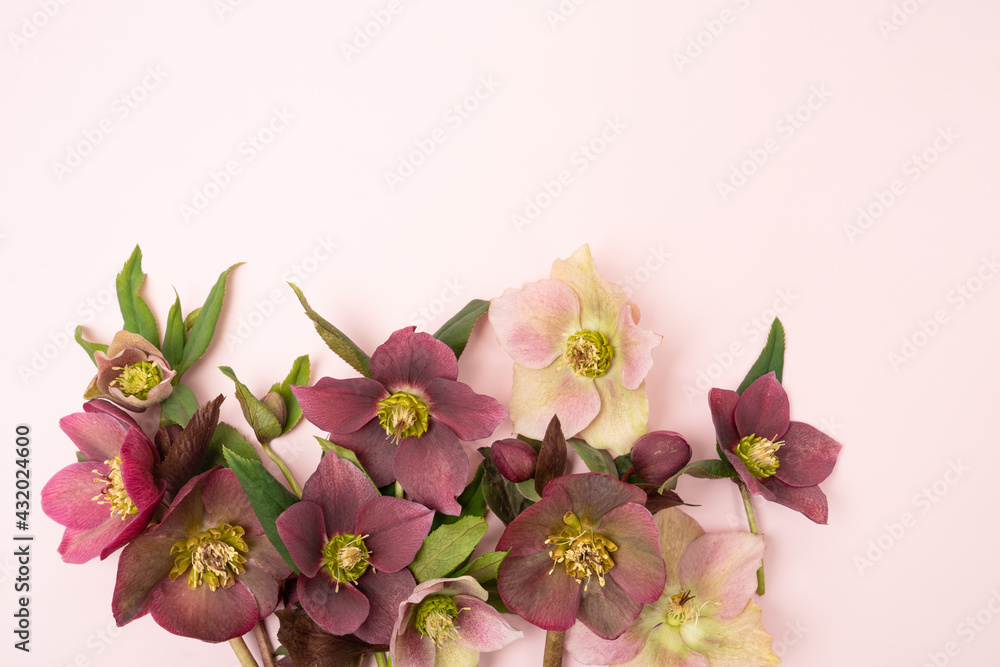 Hellebore blooms with blank copy space