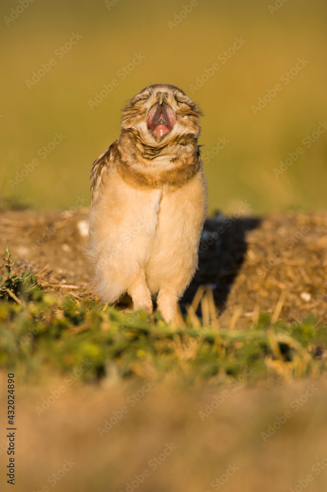 A juvenile burrowing owl yawns at a golf course in Davis, USA. A juvenile burrowing owl yawns at a golf course in Davis, USA.