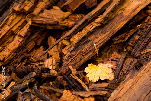 Changing leaves and fall colors after a rain storm in Independence Pass near Aspen, Colorado