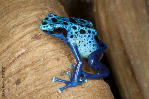 A poison dart frog sitting on a bare tree branch. Captive. photo