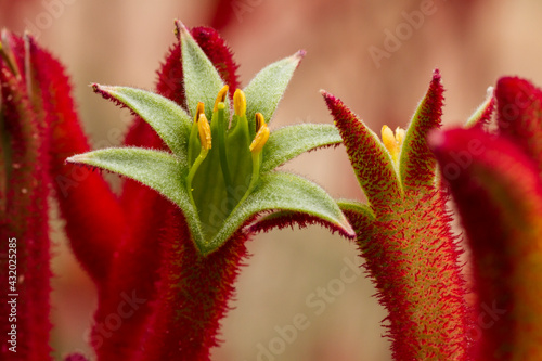 Exotic, red fuzzy-looking flowers look like mouths gaping open.