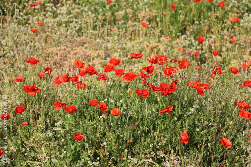 Red blooming poppies in May, Italy
