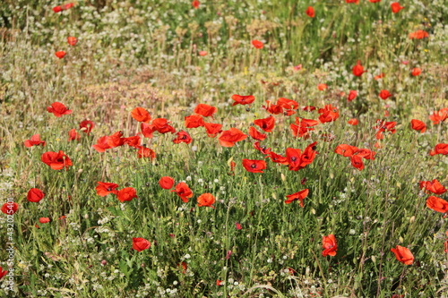 Red blooming poppies in May, Italy 