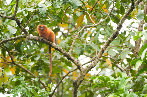 Brazil, Brasil. A wild golden lion tamarin, Leontopithecus rosalia. Porras das Antas Biological Reserve. photo