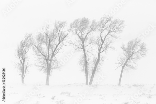 Bare cottonwood trees stand windswept in a windy winter storm in Grand Teton National Park, Wyoming. photo