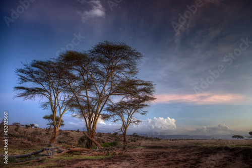 Acacia Tree at dusk, Lewa Wildlife Conservancy, Kenya
