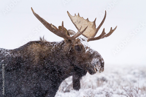 A bull moose stands in a snow storm covered in snow in Grand Teton National Park, Wyoming. photo
