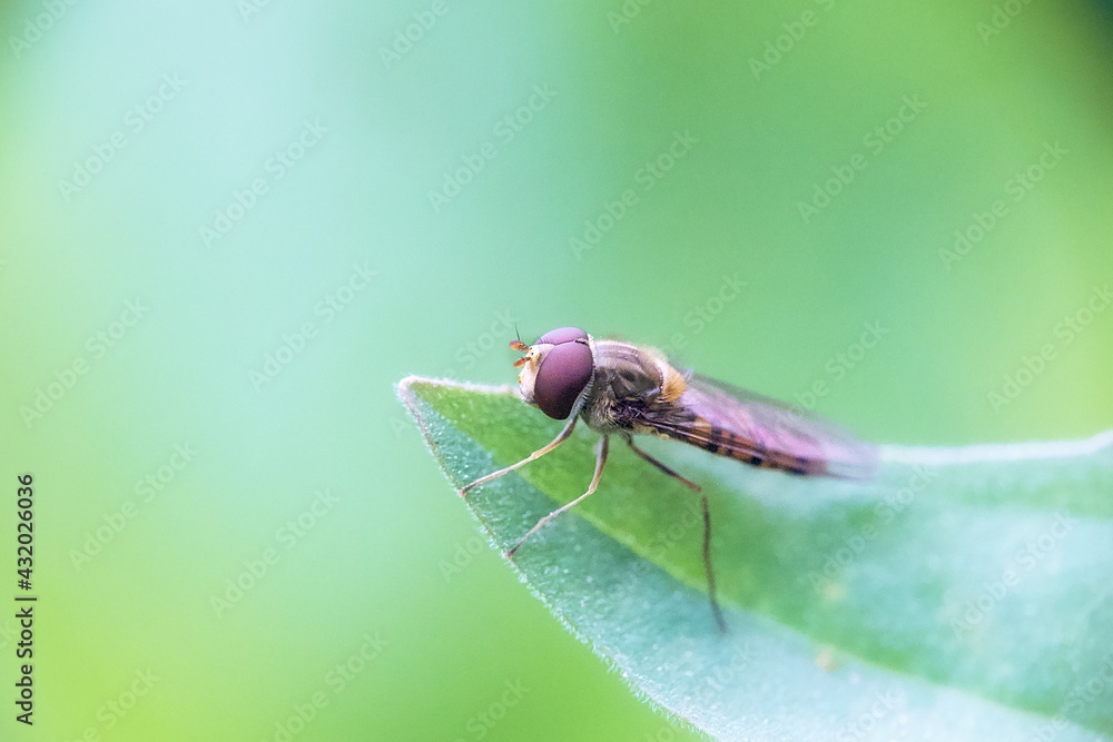 Mosca posada en una hoja con fondo verde desenfocado Mosca posada en una hoja con fondo verde desenfocado