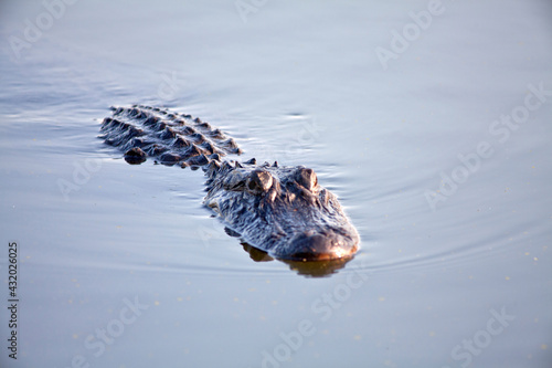 American alligator in the water, Brazos bend state park, Texas