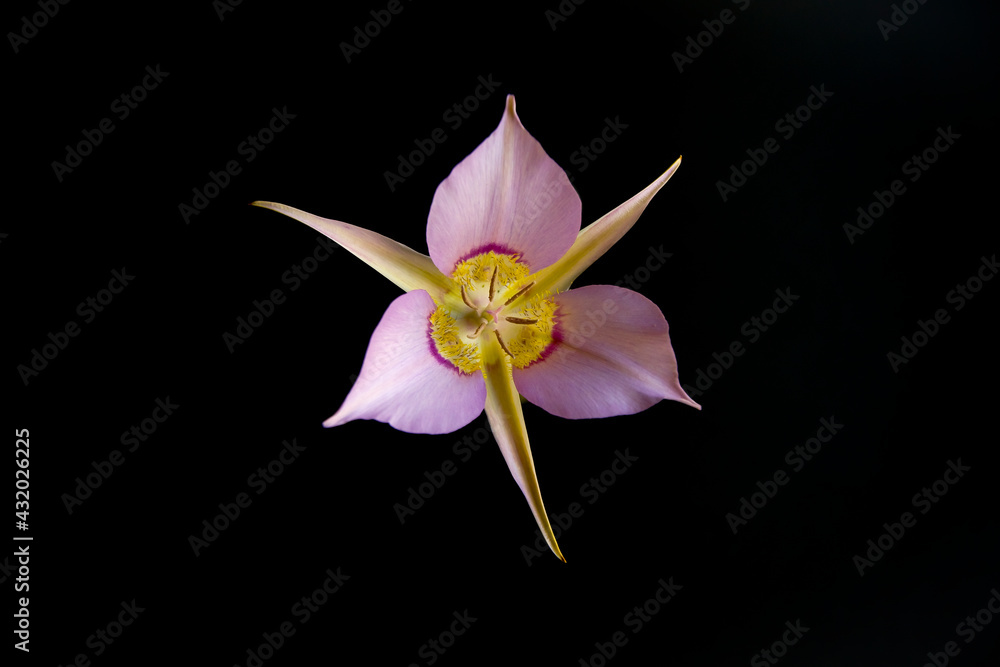 A simple Mariposa Lily flower reveals its shape and color on a black background.