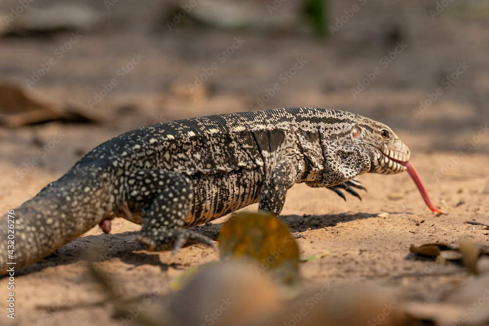 Naklejka premium The Argentine black and white tegu (Salvator merianae)