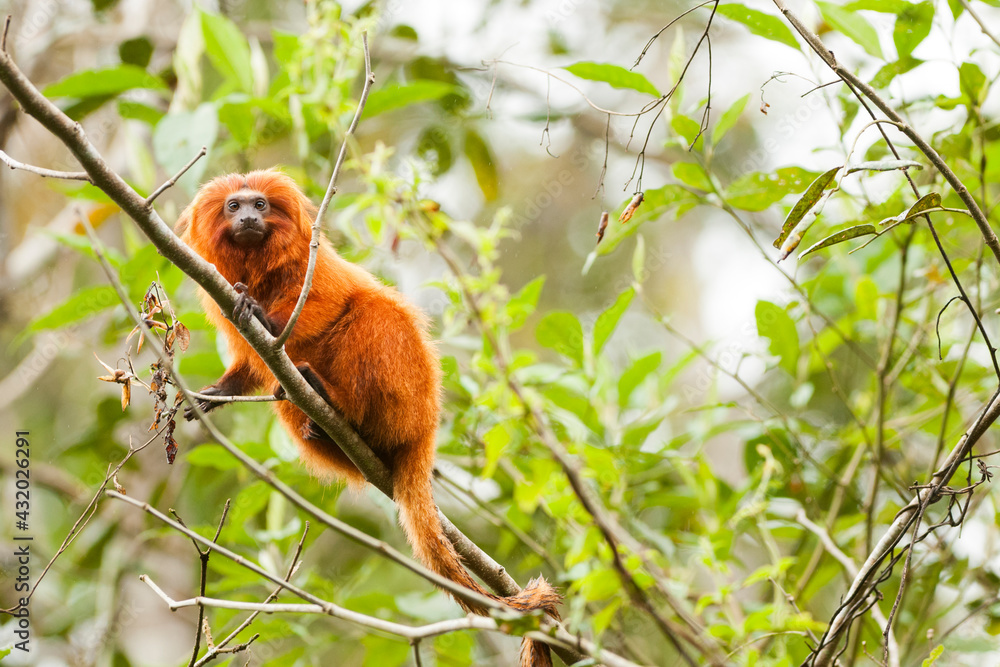 Brazil, Brasil. A wild golden lion tamarin, Leontopithecus rosalia. Porras das Antas Biological Reserve. Brazil, Brasil. A wild golden lion tamarin, Leontopithecus rosalia. Porras das Antas Biological Reserve.