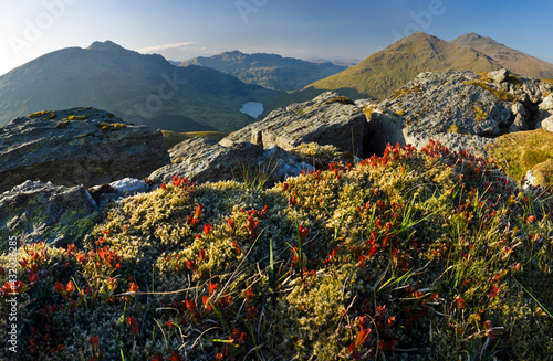 Peat on Ben Donich, Loch Lomond & The Trossachs National Park photo