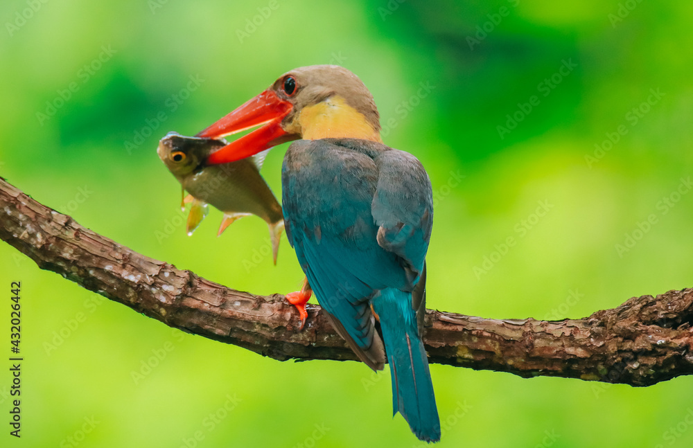 Kingfisher on a branch in the forest of Thailand Kingfisher on a branch in the forest of Thailand