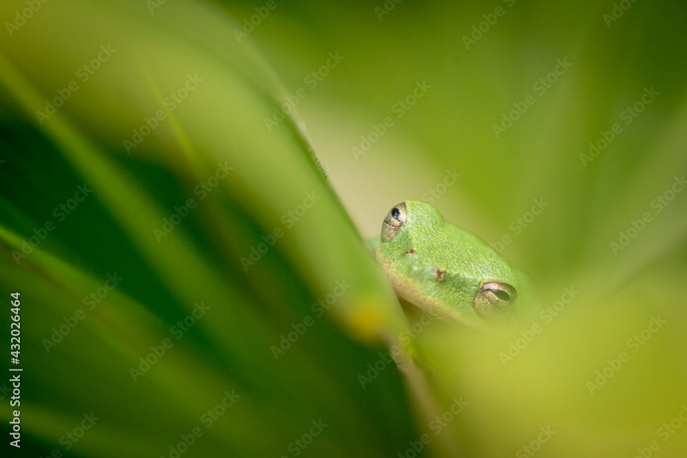 Green tree frog, Everglades National Park, Florida Green tree frog, Everglades National Park, Florida
