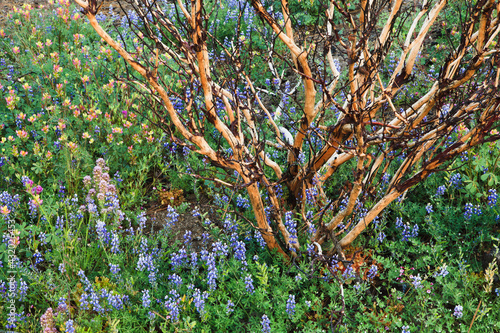 Wildflowers and burnt manzanita following the Rim Fire, Hetch Hetchy, Yosemite NP photo