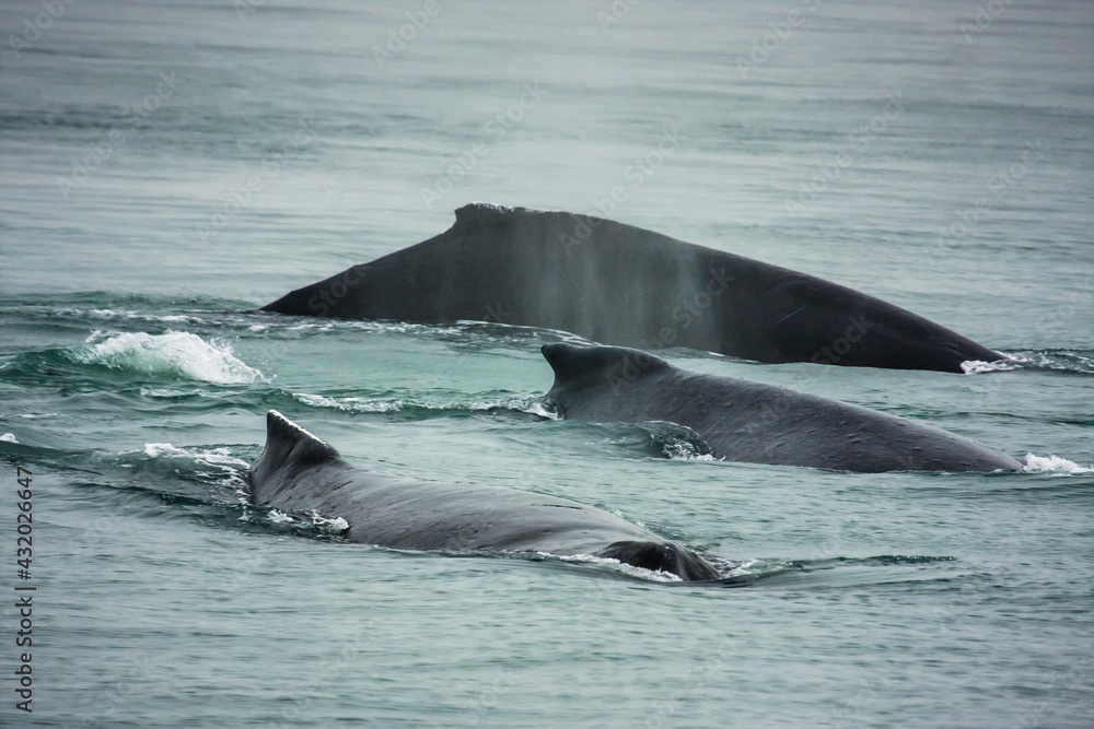 Three humpback whales prepare to dive in Young Bay near Juneau, Alaska. Three humpback whales prepare to dive in Young Bay near Juneau, Alaska.