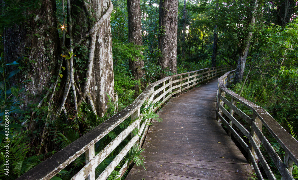 The boardwalk along Corkscrew Swamp Sanctuary in Naples, Florida. The boardwalk along Corkscrew Swamp Sanctuary in Naples, Florida.