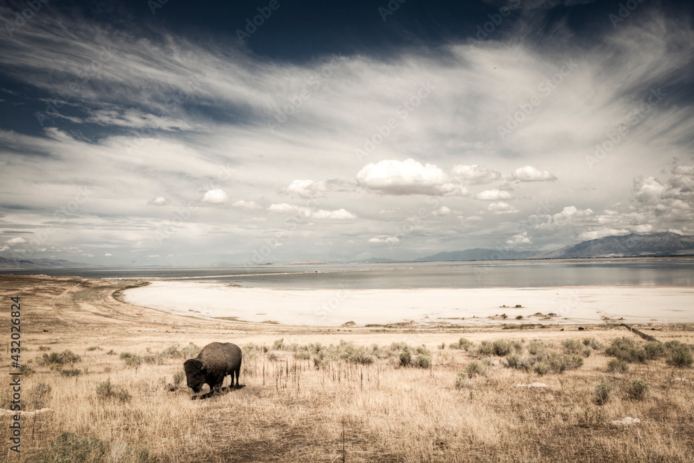 Bison on Antelope Island State Park, Utah. Bison on Antelope Island State Park, Utah.