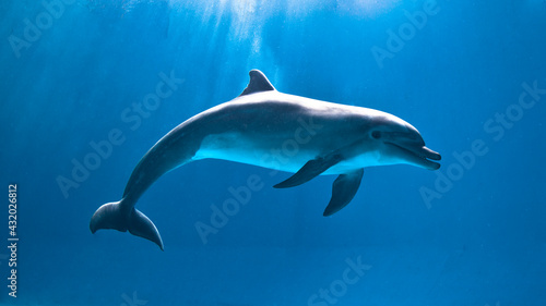 Portrait of a dolphin under the sun rays. photo