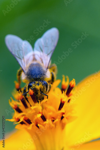 A honeybee feeds for pollen on the Big Island of Hawaii.