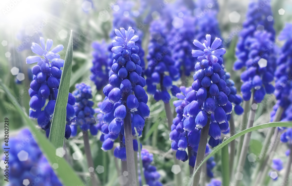 Beautiful spring muscari flowers. Flowers blooming in the garden. Grape hyacinths. Beautiful spring muscari flowers. Flowers blooming in the garden. Grape hyacinths.