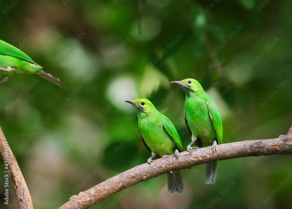 Leafbird on a branch in a tropical jungle, Thailand. Leafbird on a branch in a tropical jungle, Thailand.