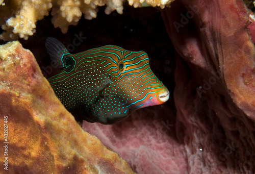 A brightly colored toby hides in a cave. photo