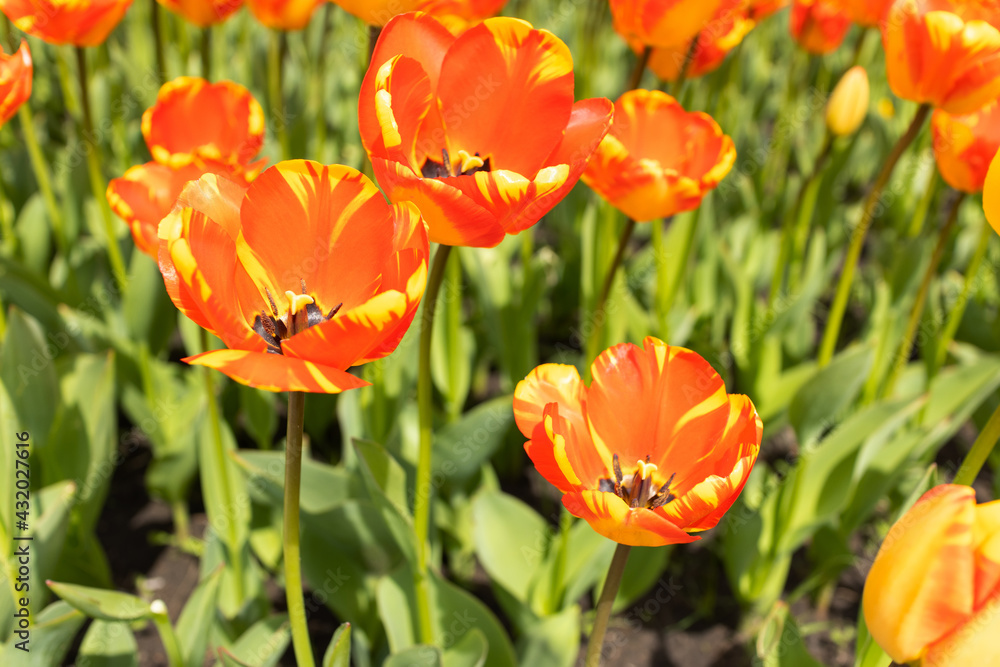 Blooming field of yellow orange tulips. Spring flowers bloom. Flower farm. Blooming field of yellow orange tulips. Spring flowers bloom. Flower farm.