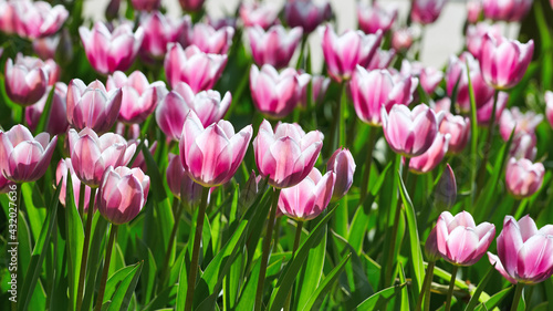 A closeup of many beautiful  tulips.