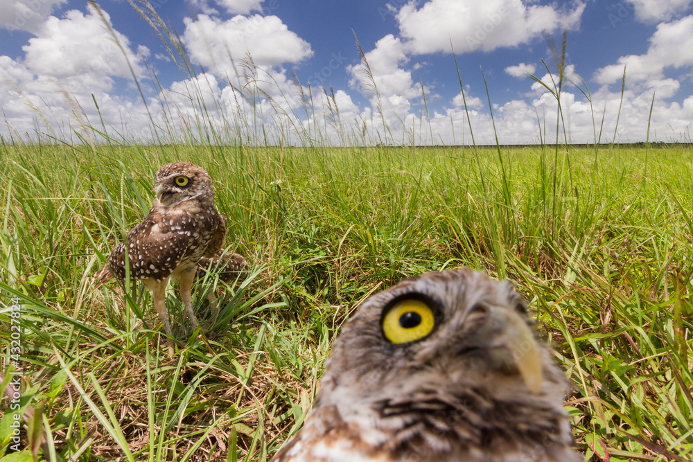Fotka „Burrowing owls photographed from a hidden camera outside their