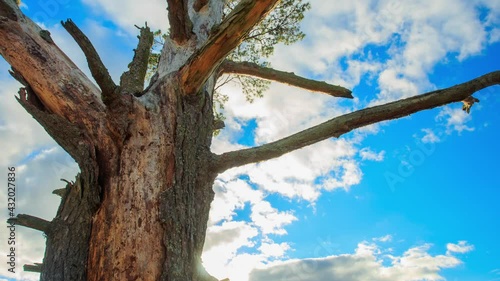 An old, textured tree with dry branches against a background of moving clouds. 4k. Time lapse 