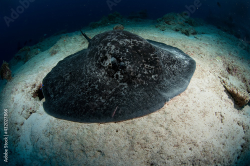 A large black-blotched ray rests in the sand in Fiji. photo