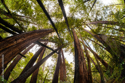 Trees in Mt. Tamalpais State Park, adjacent to Muir Woods National Monument in California, famous for its old growth Coastal Redwood trees.