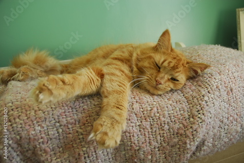 A cat stretches out for a nap after a full day of cat play, Portland, Maine