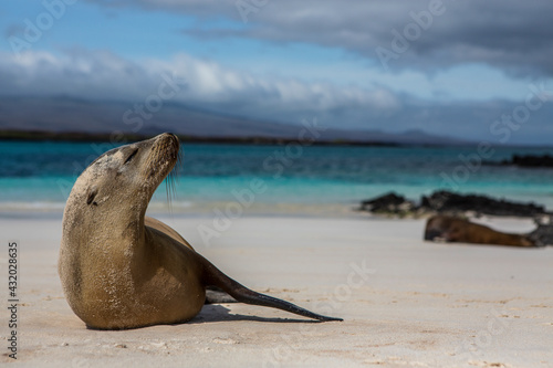 Portrait of a sea lion relaxing on the white sands of the Galapagos Islands, Ecuador.