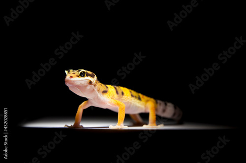 Juvenile high-yellow morph leopard gecko female on white backdrop photo